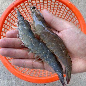국산 제철 흰다리새우 1kg 신안 활 새우 35미내외 (27,900원) (무배)
