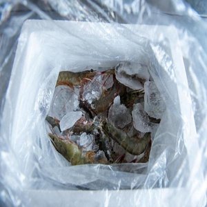 (신선집중) 26년 국내산 햇 새우 1kg 40미내외(19960원/무료)