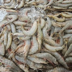 서해 자연산 대하 새우 1kg 25미 내외 (토스19,970원/무배)