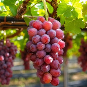 레드클라넷 500g 1송이 (8,910원/무료)