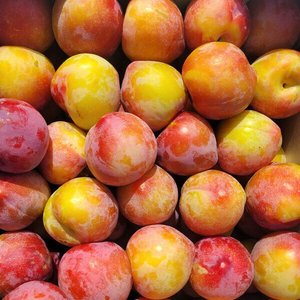 햇자두 후무사 자두 2kg 상(개당 50g내외) (12,280원/무료)