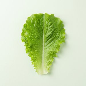 로메인 청상추 1kg 7,900원/무배