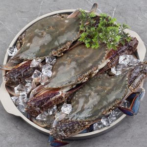 산지직송 태안생물 가을 활 숯꽃게 빙장포장 2kg(6-10미) (23,310원/무료)