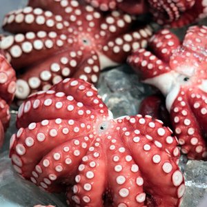 자숙문어 대 1마리 약700g~900g (17,890원/무료)