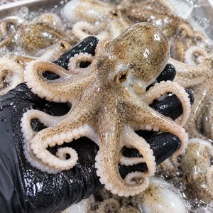 국내산 활 쭈꾸미 1kg(25,270원/무료)
