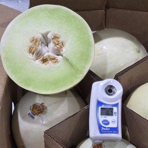 허니듀 멜론 11~12kg 6수 (39,900원/3,500원)