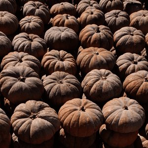 경북 영천 늙은호박 (6-7kg내외) (12,100원/무료배송)