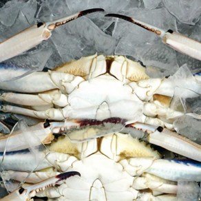 산지직송 국내산 제철 꽃게 조업당일 출발, 1박스, 제철 꽃게 2kg (6~9미) (24,900원)