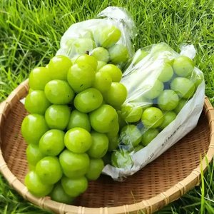 26년 햇 샤인머스켓 2kg 5수 (9,900원/무배)