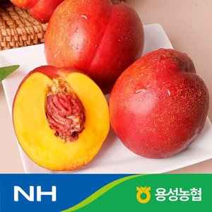 국내산 천홍 천도 복숭아 2kg 대과(11-14과) / 농협선별 (11,840원/무료)