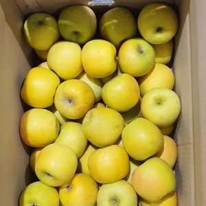 경북 제철 황금빛 시나노골드 2kg 중소과 12-13과 내외 (9,860원/무료)