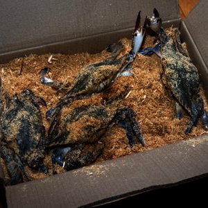 활 톱밥꽃게 3kg 12미 내외 (36,340원/무료)