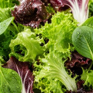 무농약 GAP 유러피안 샐러드 채소 800g (6,930원/무료)