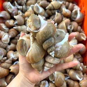 활 백고동 소소1kg(55~65미) 외 다양 (9,920원~/무료)