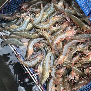 흰다리새우1kg 40미 내외 (19,980원/무료)