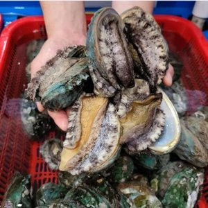 완도 산지직송 활 전복 1kg (11~12미) (15,130원) (무료)