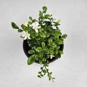 아비가든 오렌지자스민 소형 1+1 향기나는 식물 (화분받침포함), 2개, 그린 (11,610원)