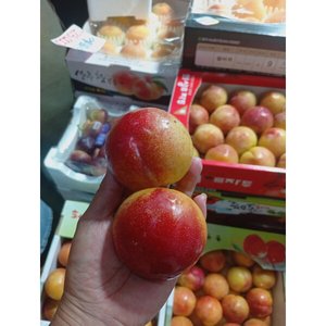 추희자두 대과 3kg 100g급 30개 내외 (23,500원/무배)