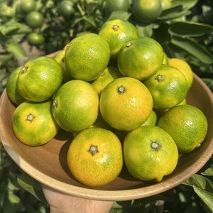 제주 극조생 노지 감귤 2.5kg 로얄과 (2S~S)(9,600원/무료)