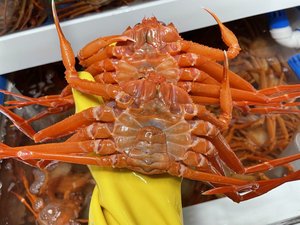 국산 울진 자숙 홍게4kg (23,900원/무료)
