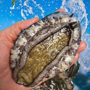 친절한이서방 왕특대 활전복 완도 전복 직거래, 1박스, (대) 8-9미 500g (13,500원)