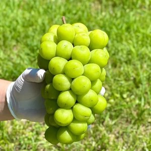 고당도 샤인머스켓 2.4kg 3수 (26,540원/무배)