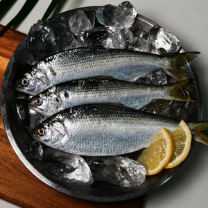 급냉 전어 1kg 13-15미 (9,370원 / 무료)