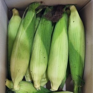 미백 찰 옥수수 산지직송 30개 (21,700원 / 무배)