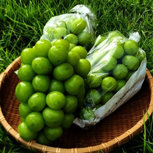 샤인머스캣 1.5kg (3수) (10,970원/무료)