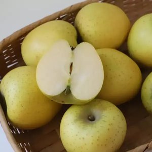시나노골드 황금사과 가정용 5kg 소과 (12,960원/무료)