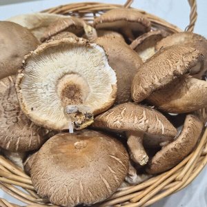국내산 생표고버섯 파지 못난이 2kg (10,460원/무료)