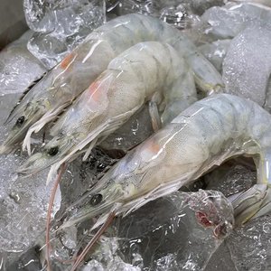 국내산 활 흰다리새우 1kg 27~30미 (22,410원) (무료)