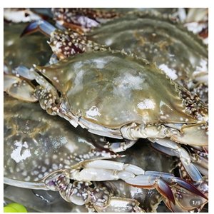 서해안 활 대숫게 생물 활꽃게 2kg (8-12미) 당일조업(22,590/무배)