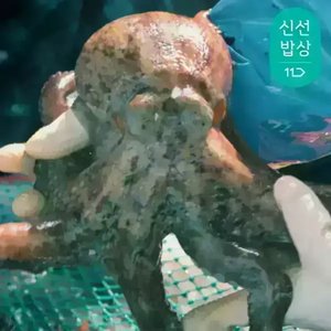 이순신수산 남해안 자연산 돌문어 1kg(1-4미) (카카오15,750원/무료)
