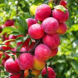추희자두 2kg 특품 (18,900원 / 무료)