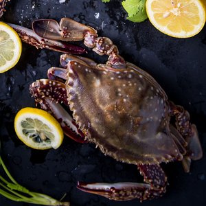 국산 활숫꽃게 1kg 3~5미 (8,800원 / 무료)