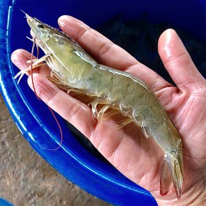 국내산 제철 흰다리 왕새우 1kg(32미 내외) (카드 20,970원/무료)