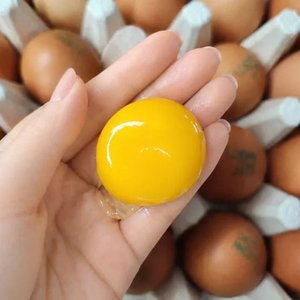 HACCP 무항생제 난각번호2번 유정란 20구 (10,730원/무료)