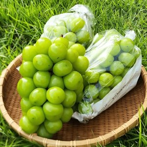 고당도 샤인머스켓 16brix이상 2kg(3-4수) (9,760원/무료)