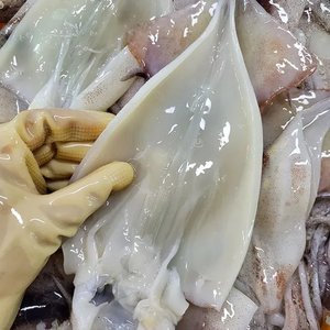손질통오징어 10마리 220g 5팩 (16,610원/무배)