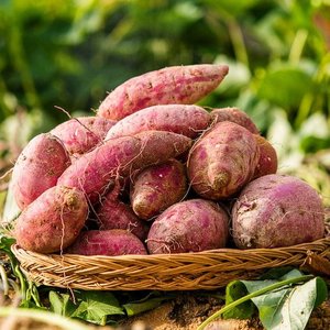햇 호박고구마 특상사이즈 5kg (13,997원) (무료)