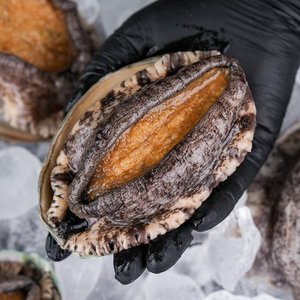 활전복 1kg 산소포장 11-12미 (15,610원) (무료)