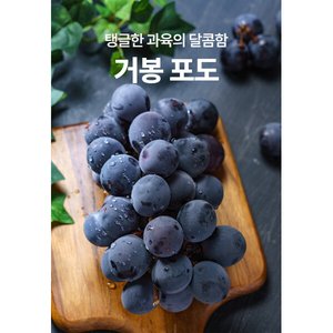고당도 신지직송 거봉 씨없는 포도 2KG (19,900원/무료)