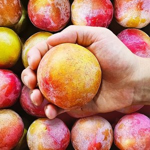 의성 도담자두 2kg 중과 (15,040원/무료)