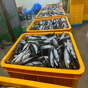 국내산 부산 손질 대왕 자반고등어 10미 (23,510원/무료)