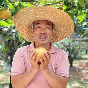 (신선집중)(농할20%) 전남 나주배 10kg (20,670원) (0원)