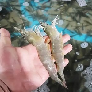 국내산 활 흰다리 새우 1kg 35미 내외 (14,900원/무료)