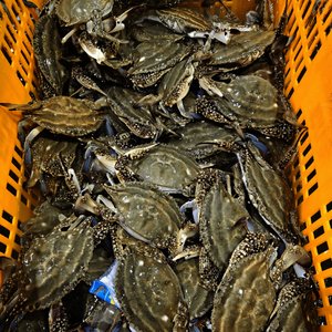국내산 서해 활숫꽃게 2kg 6~10미(19,540원/무배)