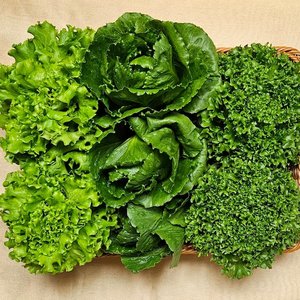 국내산 유러피안 상추 믹스 4종 1kg (9,810원/무료)
