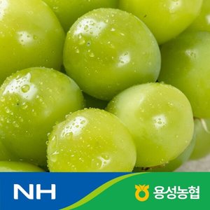 농협 선별 샤인머스켓 특품 2kg 2-3수 (12,940원/무료)